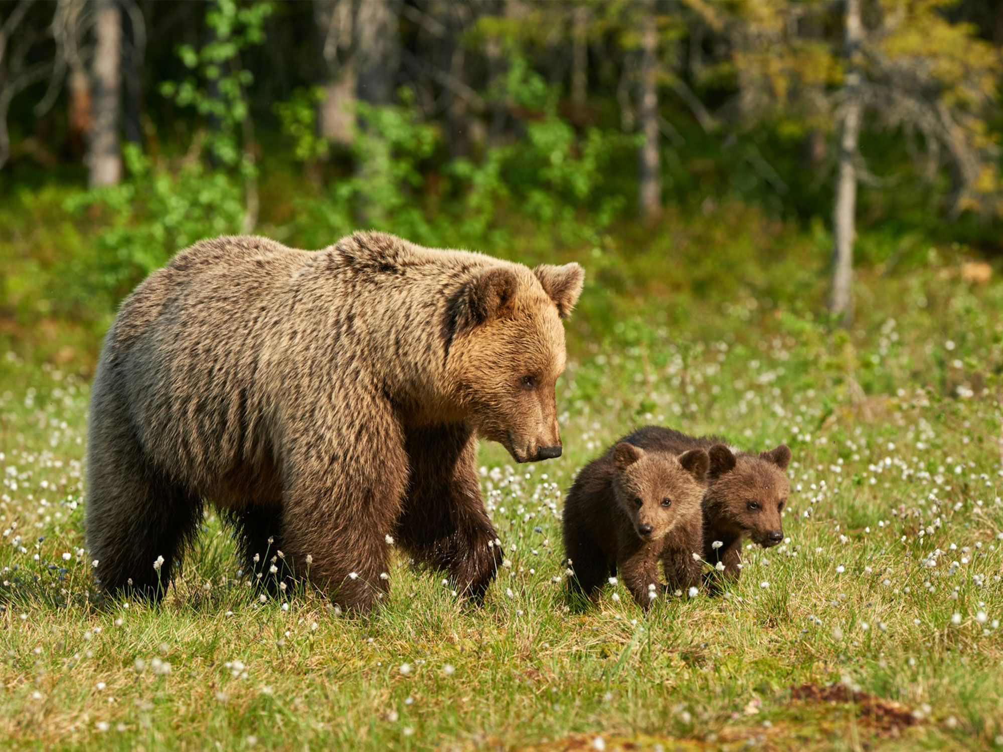 Braunbärin mit zwei Jungtieren auf einer Wiese in einem schwedischen Wald