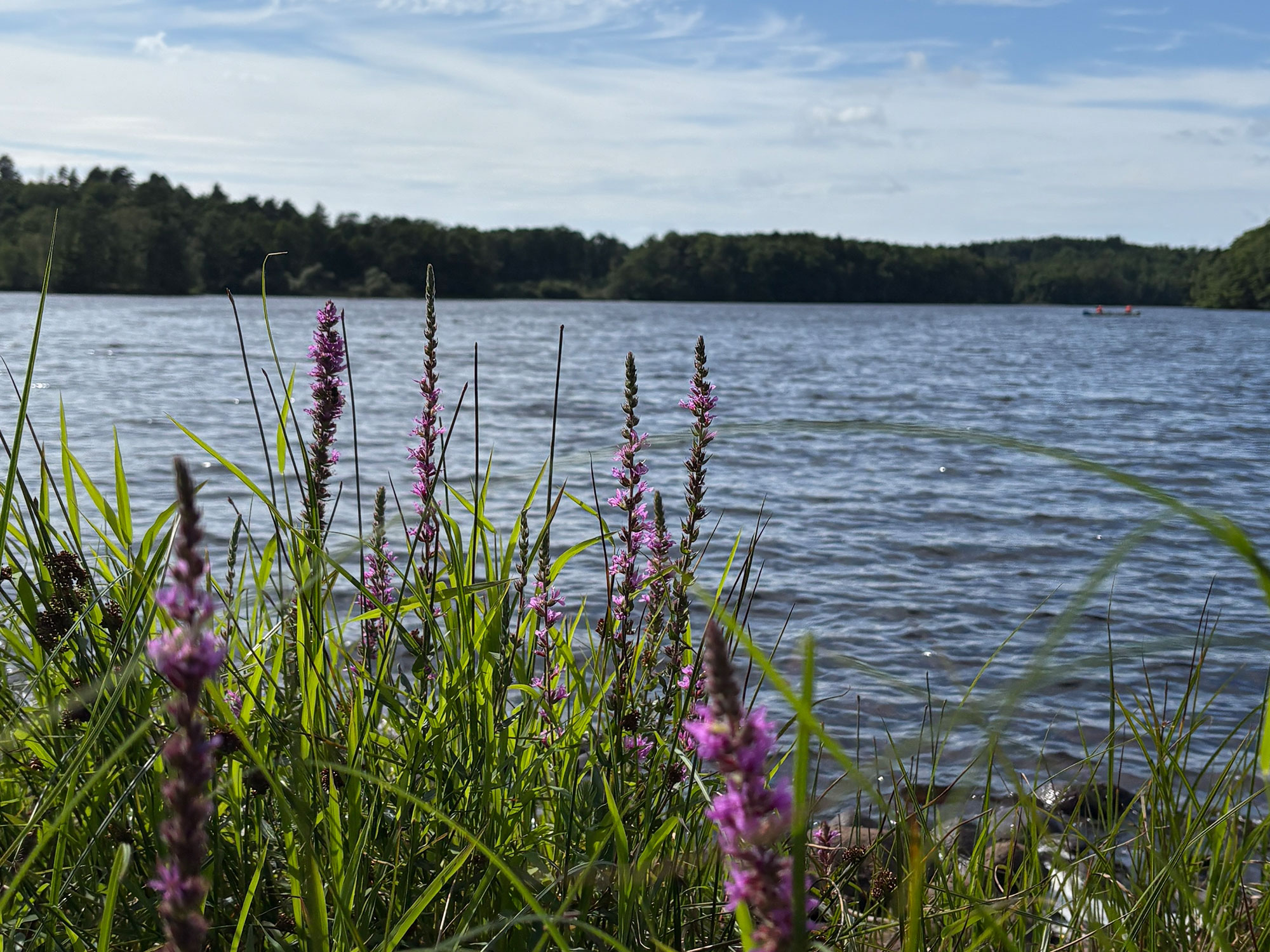 Symboldfoto für Müsckenschutz in Schweden. Blick auf einen See.